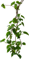Vine plant, Branch creeper leaf green, Liana tropical nature. - 629673663