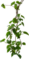 Foto op Canvas Vine plant, Branch creeper leaf green, Liana tropical nature. © Ammak