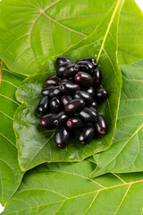 Java Plum or Indian Blackberry