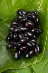 Java Plum or Indian Blackberry