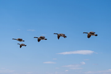 Five Canadian Geese Flying in V Formation