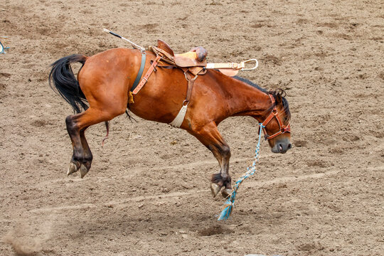 A bucking bronco is loose after bucking off its rider. The horse is brown and has a blue and white rope hanging from its neck. It is running on dirt in an arena