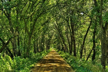 On a sunny Summer day, a lush green forest casts shade on the Buffalo River State Trail near Osseo, WI.
