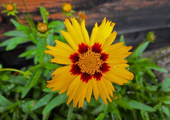 close up of beautiful vivid sunlit flower