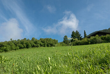 beautiful and idyllic picture of the mountains in summer in South Tyrol