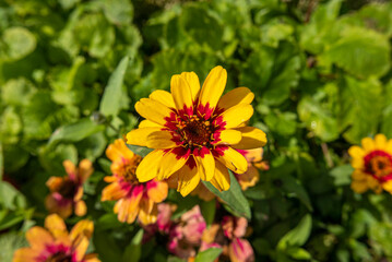 close up of beautiful vivid sunlit flower