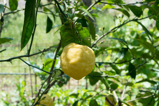 Yellow citron on a branch, Citrus medica with thick peel, ready to harvest, in Dalmatia, Croatia