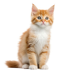 Fototapeta premium Cute cat isolated