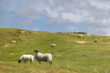 Obraz premium A flock of sheep on the isle of Colonsay, Scotland
