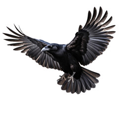 Naklejka premium Flying black crow isolated