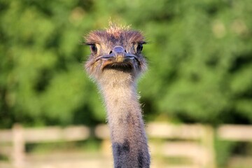 afrikanischer Strauß