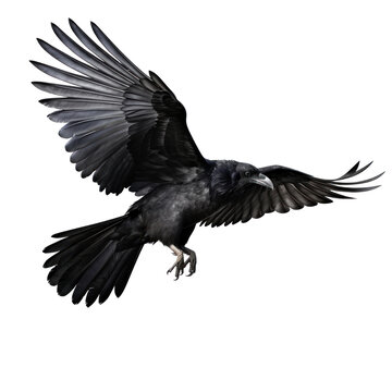 Flying black crow isolated