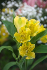 Fototapeta premium Yellow Alstroemeria, commonly called the Peruvian lily or lily of the Incas, genus of flowering plants in the family Alstroemeriaceae, yellow flowers