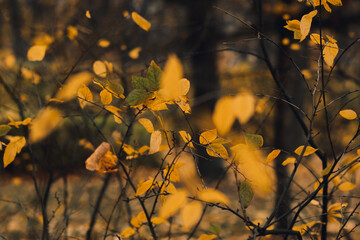 yellow leaves on branches in park. Fall concept