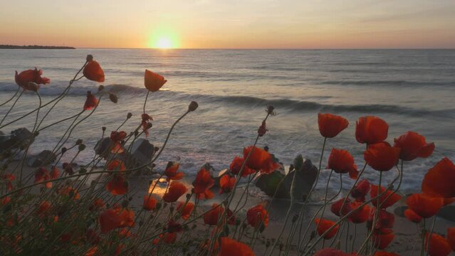 Beautiful nature scenery with red poppies on beach during sunrise on sea