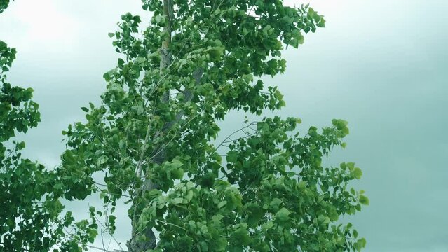 A strong wind breaks the branches of a tree, clouds in the background.