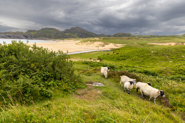 Fototapeta premium A flock of sheep near kiloran bay on the isle of Colonsay, Scotland