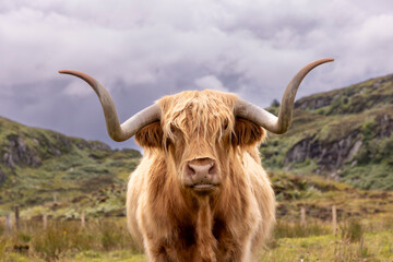 highland cattle ( Kyloe)  on the isle of Colonsay in Scotland