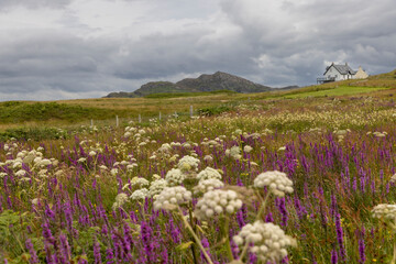 Fototapeta premium Flowering meadow in summer on the isle of Colonsay in Scotland
