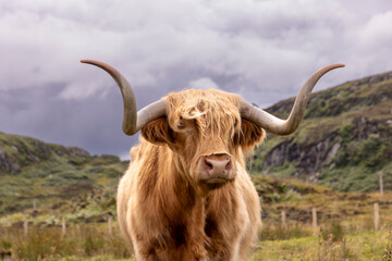 highland cattle ( Kyloe)  on the isle of Colonsay in Scotland
