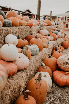 Fall October Halloween Pumpkin Patch Makayla Madden Photography Idaho Farmstead 