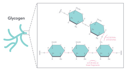 Fototapeta na wymiar Glycogen Structure and Linkages biochemistry vector illustration diagram