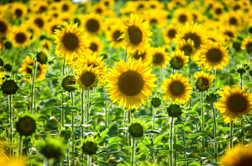 sunflower flowers on the field