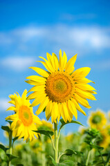 sunflower flowers on the field