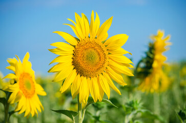 sunflower flowers on the field