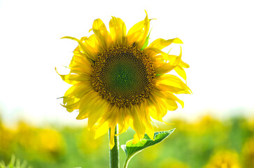 sunflower flowers on the field