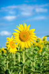 sunflower flowers on the field