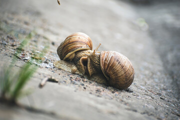 two snails met on the side of the road, macro photo of snails