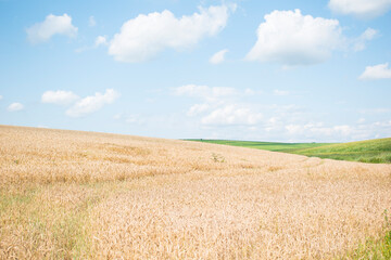 Obraz premium big wheat field and clouds in the sky