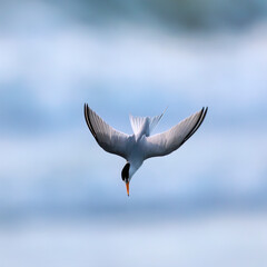 This Lesser Tern is diving into the surf and the waves not far below on the Outer Banks of North Carolina.