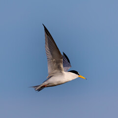 I have never seen as many Lesser Terns as I did on the Outer Banks.  I am more used to seeing Royal Terns far outnumbering the other types of terns.