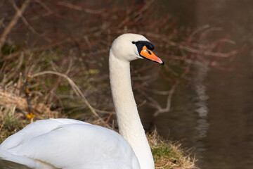 Höckerschwan an einem Seeufer