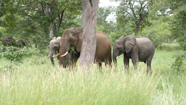 Three elephants walking in the grass in Caprivi strip, Namibia. Wild safari in Africa. Safari ride. A Game drive. Wildlife watching in the comfort 4WD open vehicle.