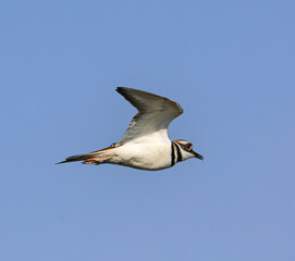This Killdeer was seen on a beautiful day at the Pea Island National Wildlife Refuge on the Outer Banks of North Carolina.