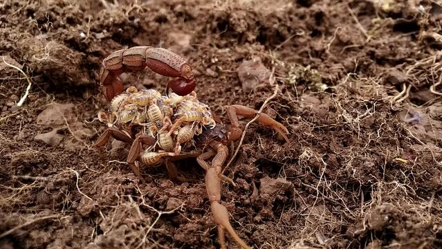 Female Indian red scorpion carrying babies (Scorplings) on her back⁣