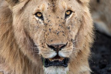 Portrait of a lion, laying with its pack, lots of flies. Serengeti National Park Tanzania