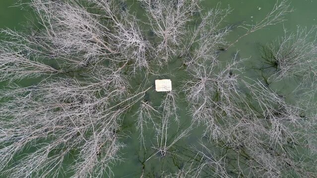 Aerial view dry bare leafless tree and a a rubbish polyfoam cooler box