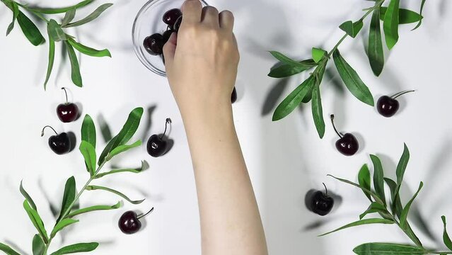 Branch with fresh green Ruscus leaves and women hand put cherry fruits on gray background with copy space