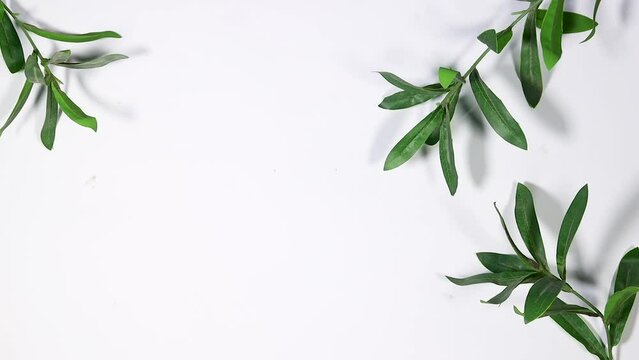 woman design a background with Branch with fresh green Ruscus leaves, copy space 