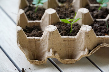 Close up view of a recycled egg tray filled with soil and plants