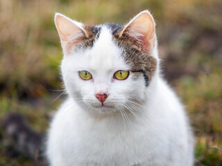 Portrait of a white spotted cat in the garden on a blurred background