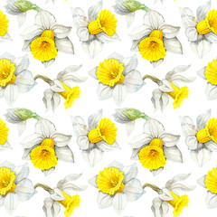 Watercolour bud head daffodils spring flowers illustration seamless pattern. On white background. Hand-painted. Floral elements.