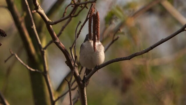 A lesser whitethroat (Sylvia curruca) sitting in a tree in early spring
