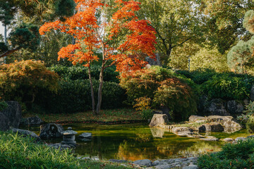 Beautiful calm scene in spring Japanese garden. Japan autumn image. Beautiful Japanese garden with a pond and red leaves. Pond in a Japanese garden.