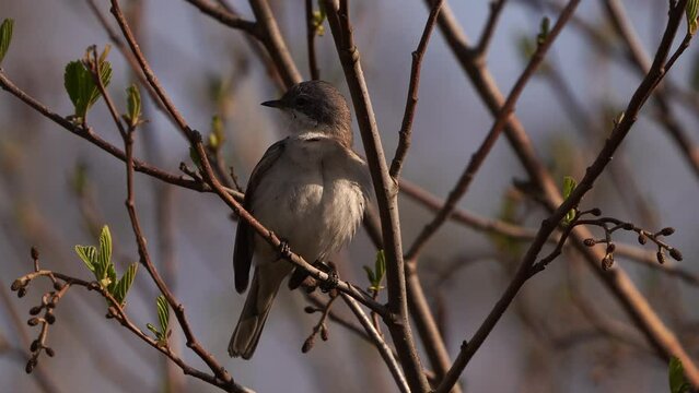 A lesser whitethroat (Sylvia curruca) polishing its feathers