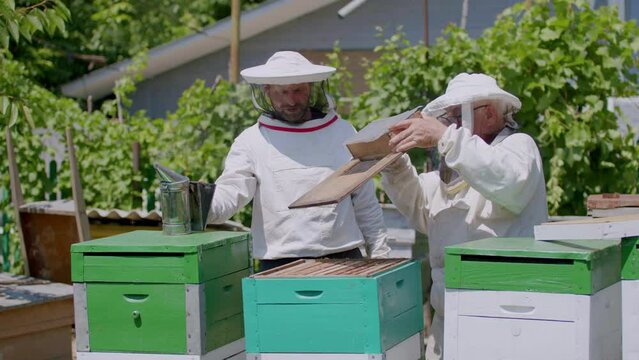 Two brothers in protective white clothes together remove the honeycombs from the beehives to extract the honey and sell it to honey-loving consumers. Small business concept